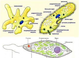 Klasifikacija protozojev medicinskega pomena Morfologija in zgradba protozojev mikrobiologija